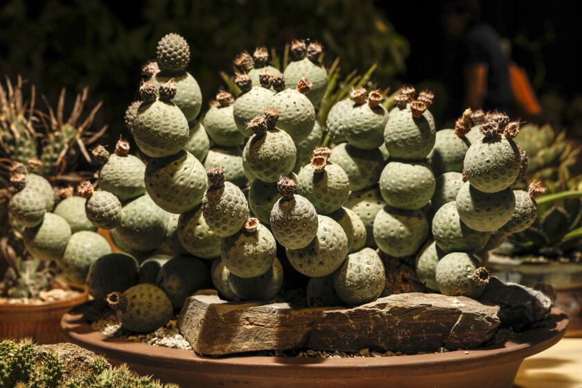ARCADIA, CA - AUGUST 10, 2019 — Tephrocactus Geometricus on display at the 34th Inter-City Cactus and Succulent Show and Sale takes place on Saturday August 10, 2019 at Los Angeles County Arboretum in Arcadia. (Irfan Khan/Los Angeles Times)