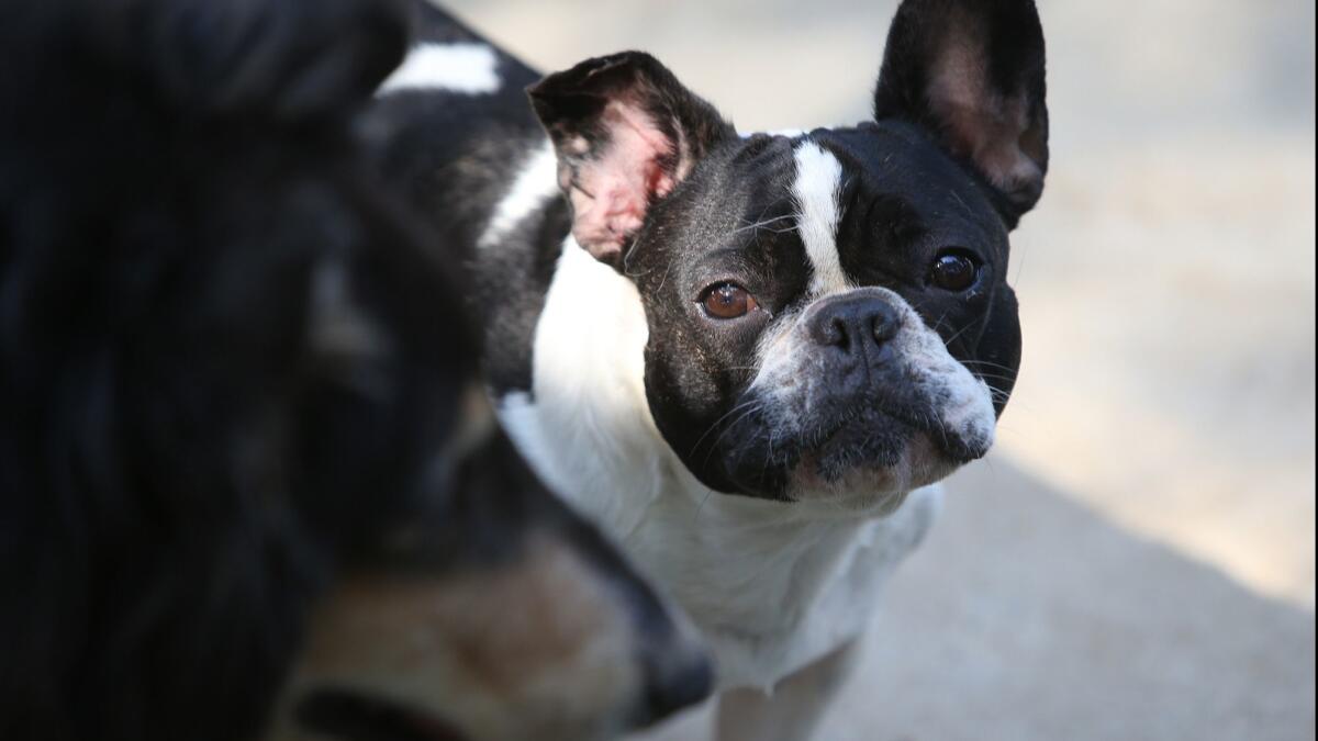 Pixie, a French bulldog, pauses after a walk at the Modjeska Ranch Rescue.