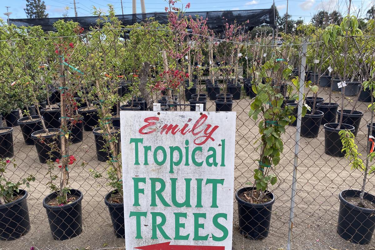 A sign leaning against a fence says "Emily Tropical Fruit Trees"