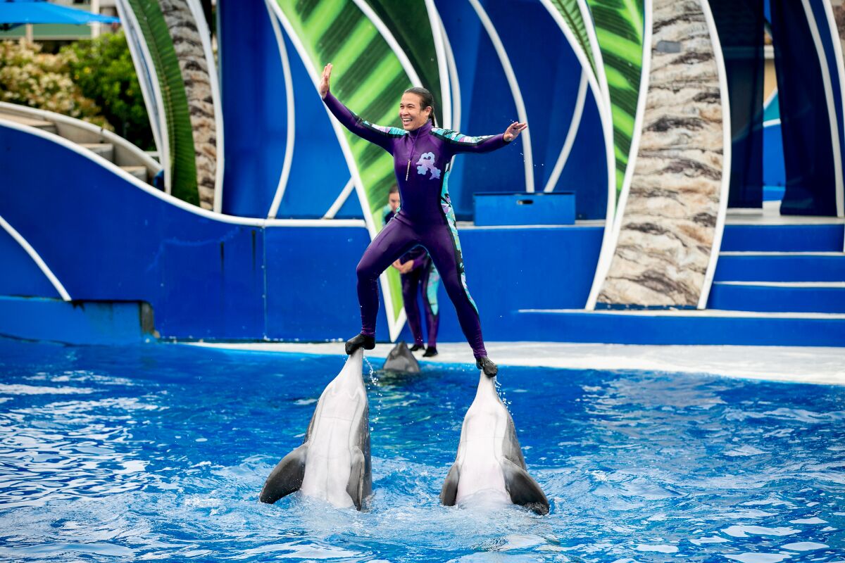 A trainers balances atop two dolphins at Seaworld in 2019 in San Diego.