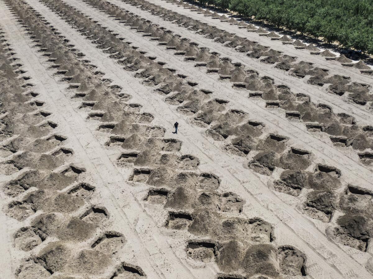 A man walks through a brown field full of holes.