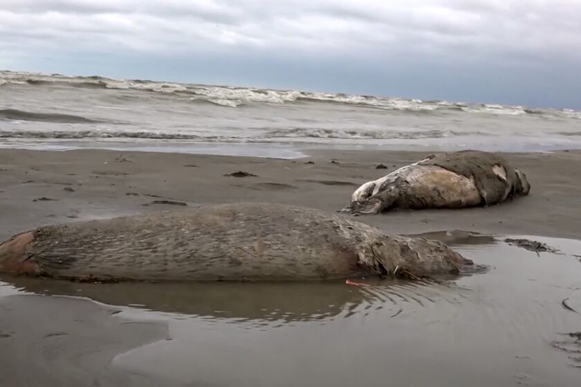 In this image taken from footage provided by the RU-RTR Russian television on Sunday, Dec. 4, 2022, bodies of dead seals are seen on shore of the Caspian Sea, Dagestan. About 700 endangered seals were found dead on the coast of the Caspian Sea in Dagestan. According to the local authorities, the reason for the death has not been established yet, and the number of dead animals may increase. Specialists of the Russian Federal Fisheries Agency and the Environmental Prosecutor's Office are inspecting the coastline and collecting data for laboratory research. (RU-RTR Russian Television via AP)