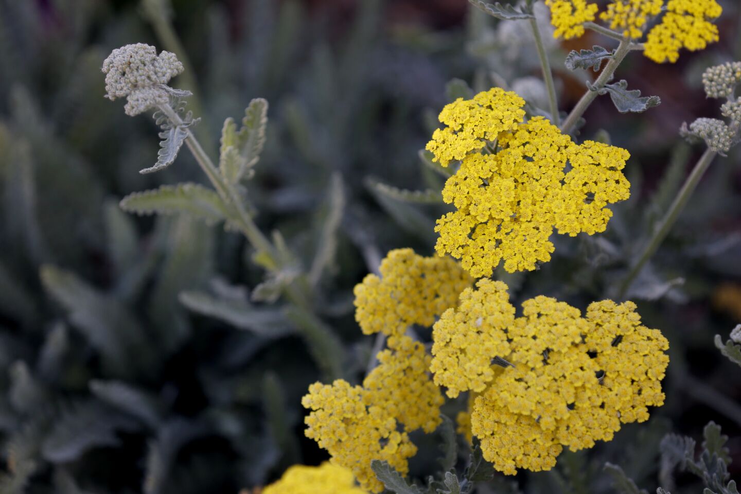 Yellow yarrow adds to the natural look of the Glaser's new garden.