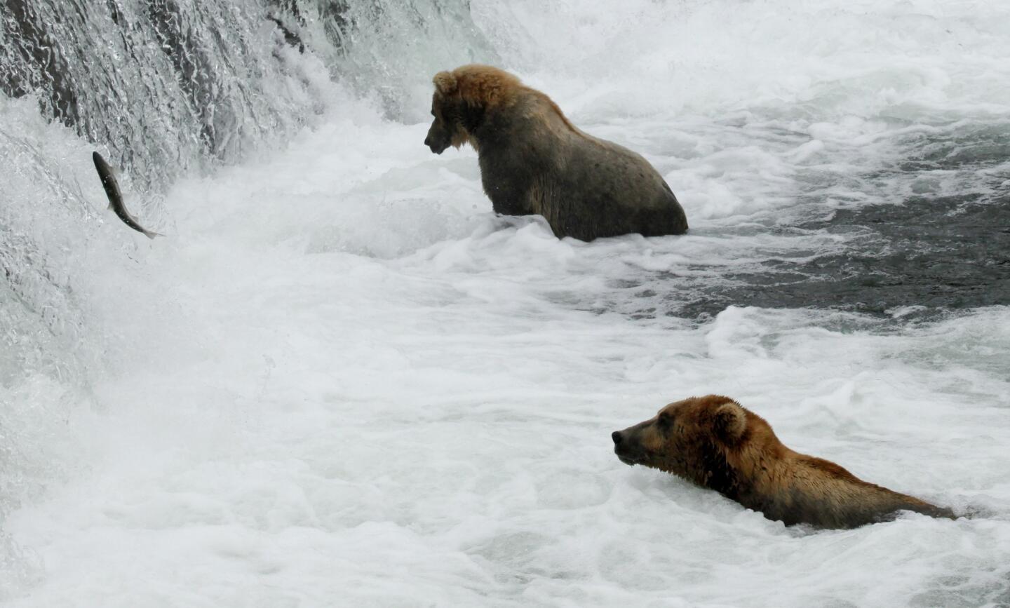 The coastal brown bears of Brooks Camp, Alaska