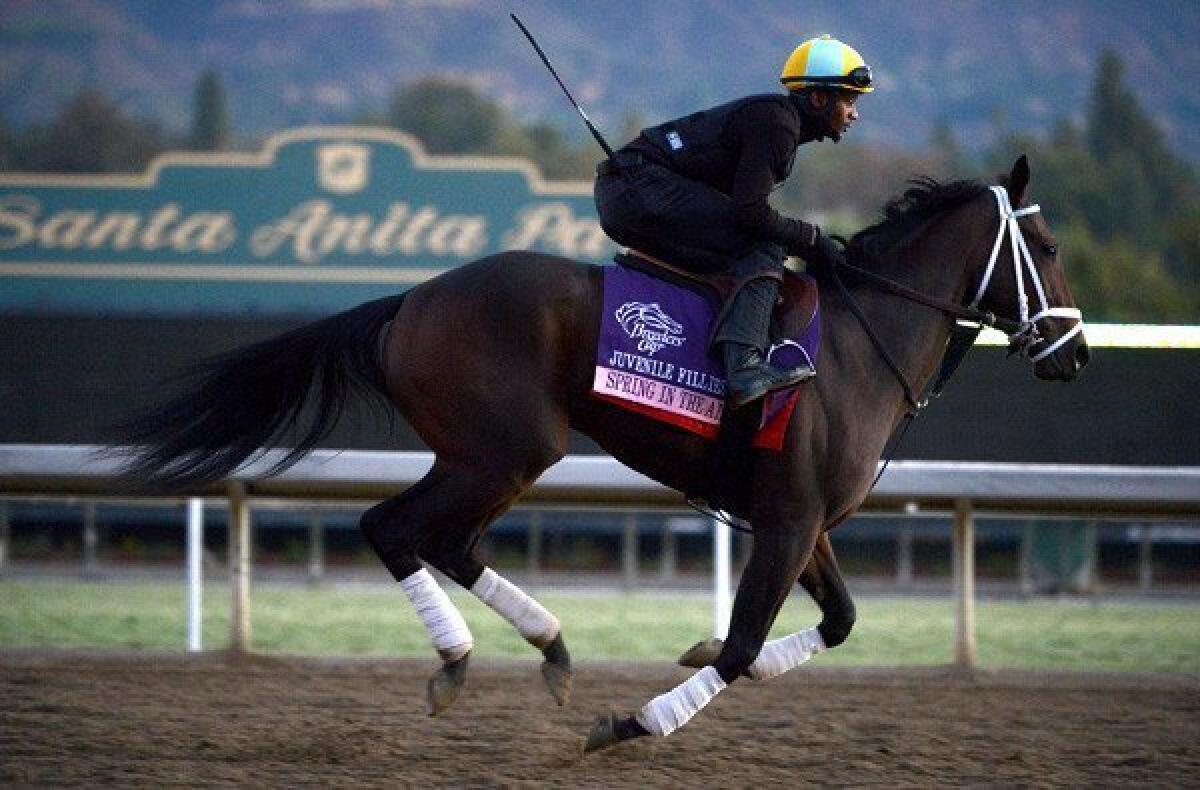 Spring in the Air is taken through its paces during a workout at Santa Anita last Monday.