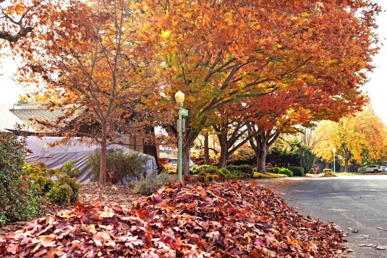 Seeking fall colors? Visit Sacramento for autumn trees Los Angeles Times