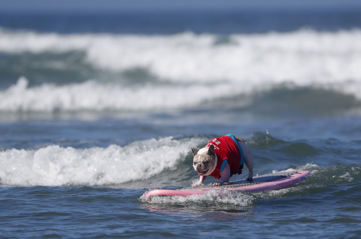 Cherie, a French bulldog surfs in the small division of the Helen Woodward Animal Center's 16th annual Surf Dog Surf-A-Thon.
