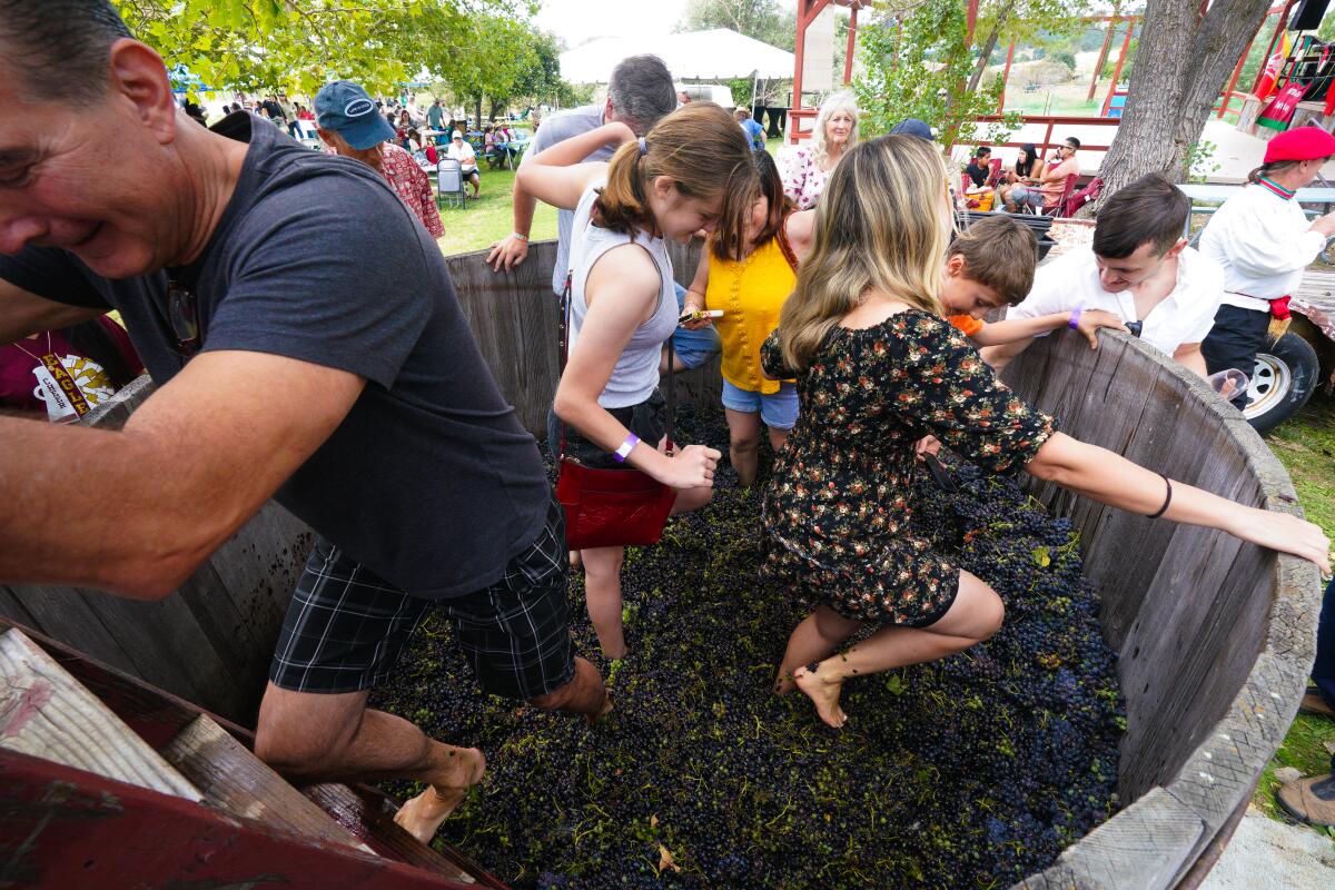 At the Julian Grape Stomp Festa, the public took part in the old world tradition of stomping grapes.