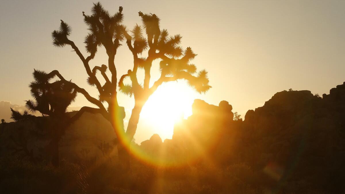 Joshua Tree National Park, a popular area for rock climbers, remains open, but the federal government's partial shutdown since Dec. 22 has cut back its services.