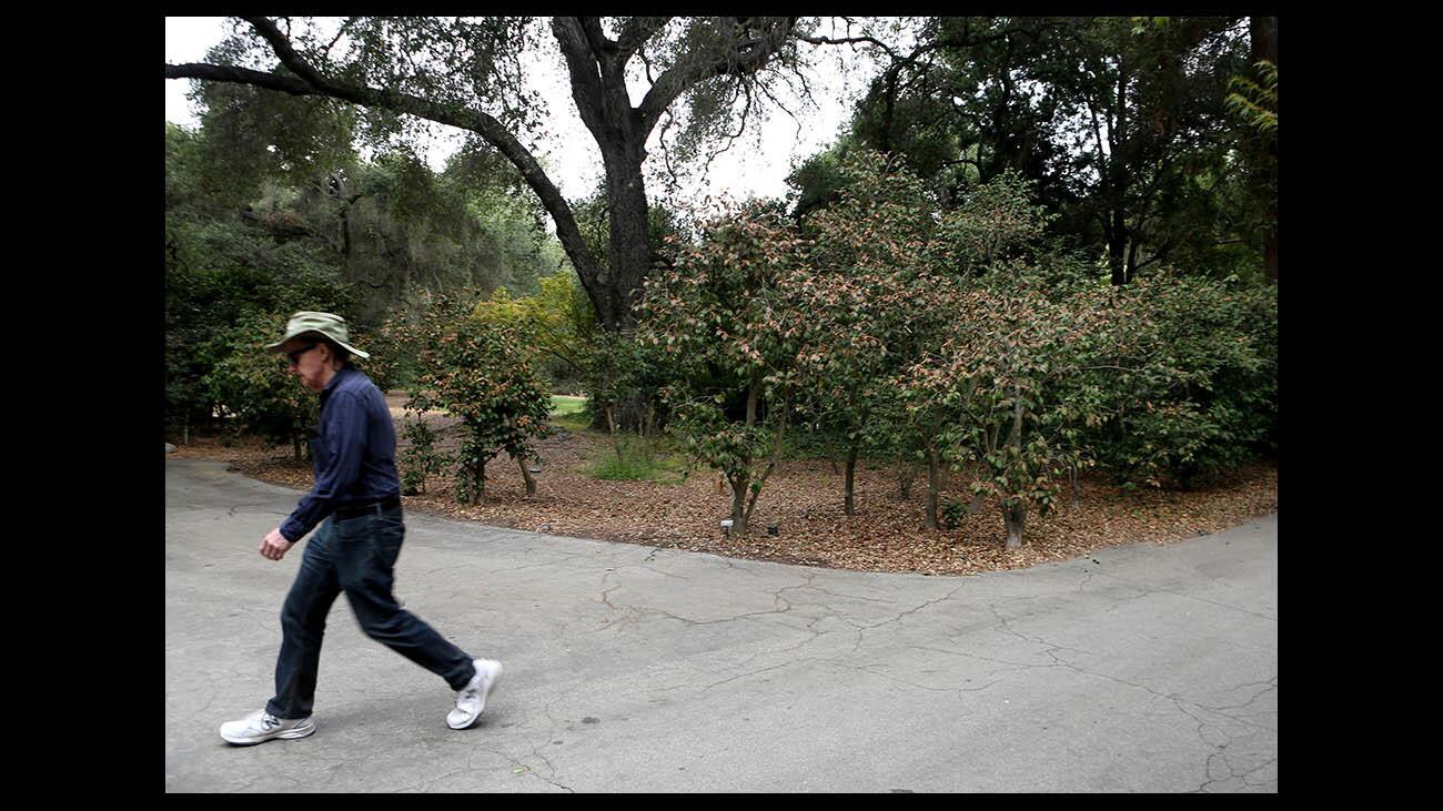 Photo Gallery: 18 acres of camellia bushes at Descanso Gardens suffer leaf burn due to excessive heat