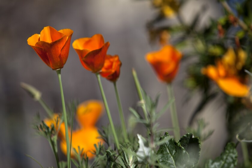 Coronavirus concerns have canceled many upcoming spring plant sales, but the Theodore Payne Foundation's Poppy Day sale has been expanded from one to five days, on March 21 and March 24-27, to reduce concerns about crowds.