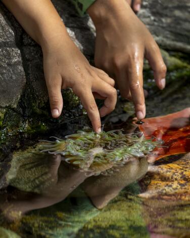 Kids' hands cautiously touch sea anemones and starfish in an open tank.