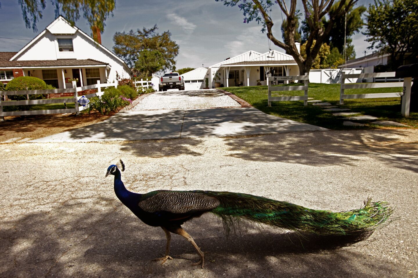 Indian blue peacocks were imported to the Palos Verdes Peninsula a century ago.