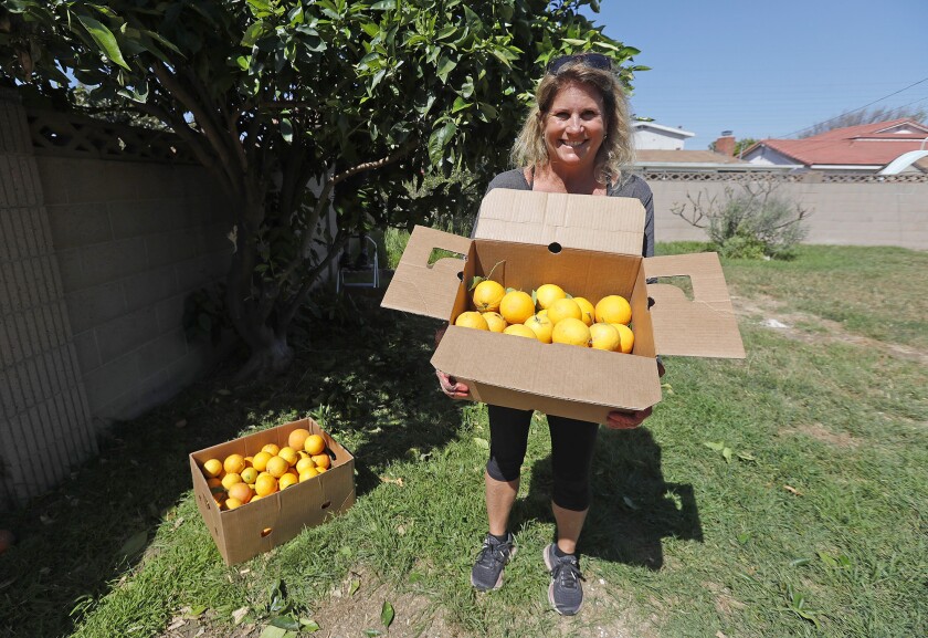 Kathy and David Faith pick a full ripe orange tree in the backyard of a Fountain Valley home for South County Outreach.