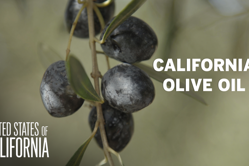 Olives hanging from a branch.