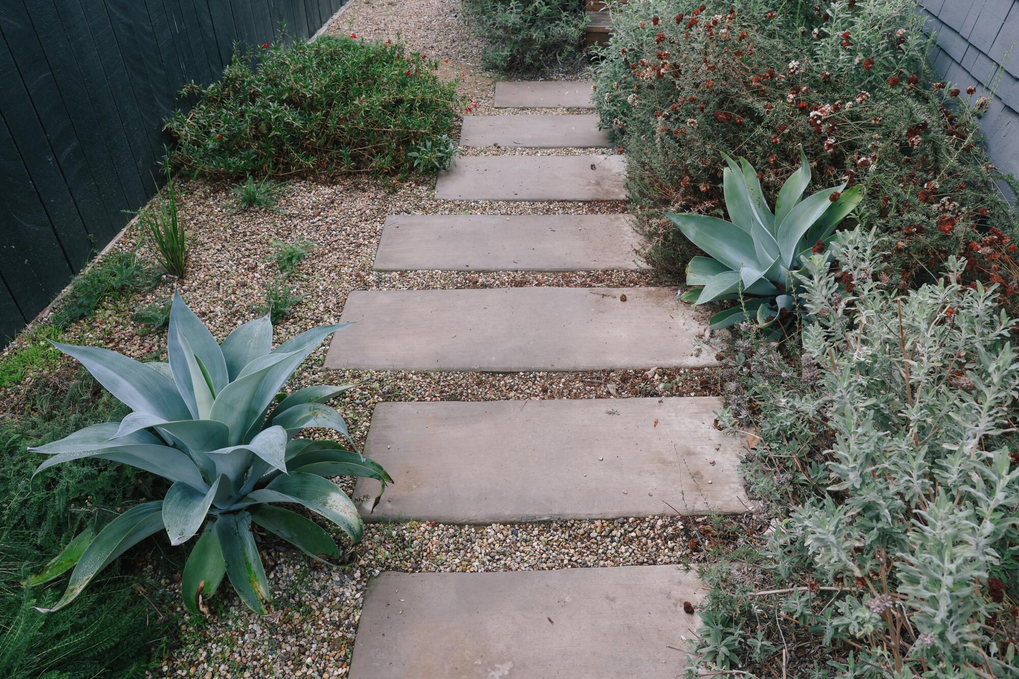 Different plants grow along a path of concrete squares interspersed with gravel