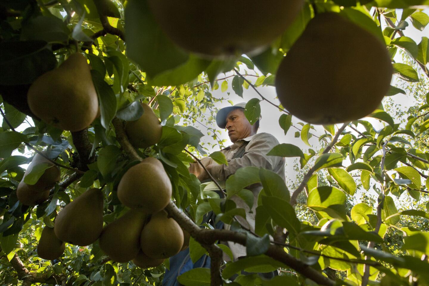 Balancing on a ladder, a picker works the tops of pear trees early in the morning on a Grand Island orchard.