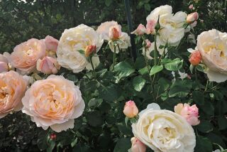Moonlight in Paris is a shrub rose with huge fragrant blooms in a delicate blend of apricot, cream and soft pink. CREDIT: Rita Perwich