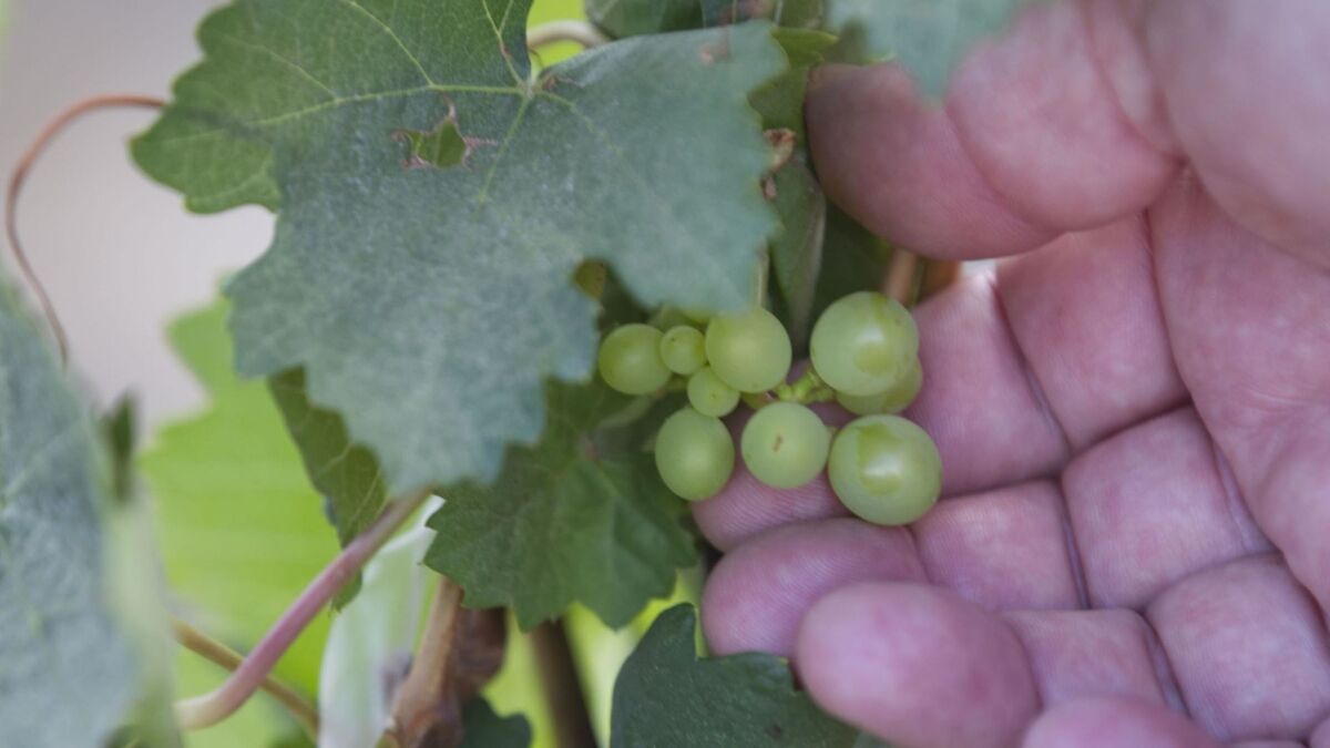 More than 1,200 acres of wine grapes were harvested last year in San Diego County.;