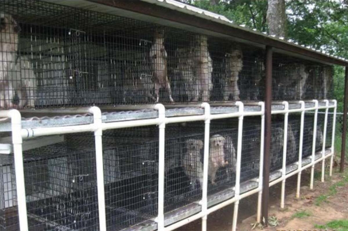 Puppies are seen at the site of dog breeder in Oklahoma.