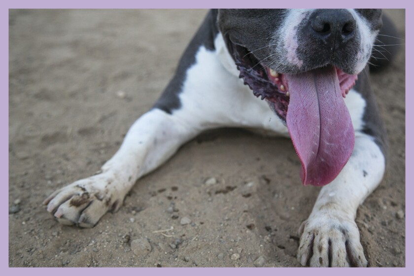 Photo of a panting dog.