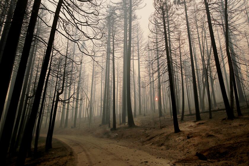 GRIZZLY FLATS CALIF. - AUG. 18, 2021. A road cuts through the community of Grizzly Flats, which was consumed by the Caldor Fire on Wednesday, Aug. 18, 2021. (Luis Sinco / Los Angeles Times)