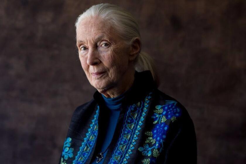 HOLLYWOOD, CA--MONDAY, OCTOBER 09, 2017--Primatologist Jane Goodall is photographed during a day of promotion for the documentary about her, "Jane," at the Hollywood Loews hotel, in Hollywood, CA, Monday, Oct. 09, 2017. The film, directed by Brett Morgen, uses more than 140 hours of 16mm color film footage shot in the 1960s by Dutch nature filmmaker Hugo van Lawick, who later became Goodall's husband. (Jay L. Clendenin / Los Angeles Times)