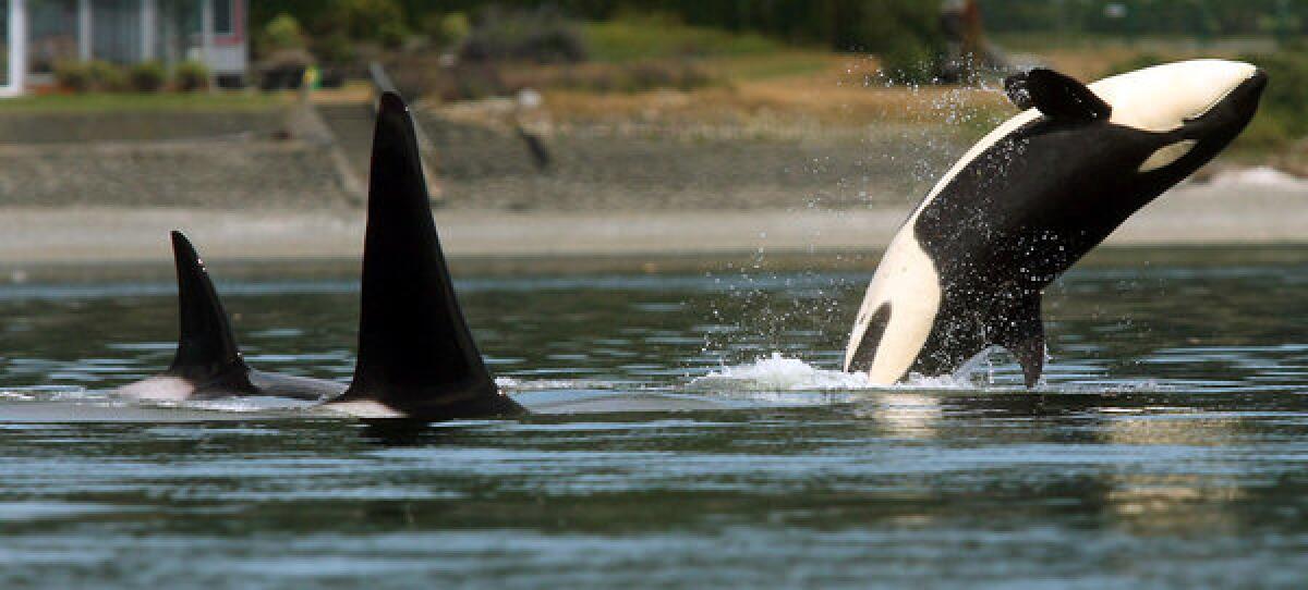 An orca whale breaches as a pod swims through Liberty Bay in Poulsbo, Wash. Killer whales that spend their summers in Puget Sound are a distinct population group and will remain protected under the Endangered Species Act, federal officials announced Friday.