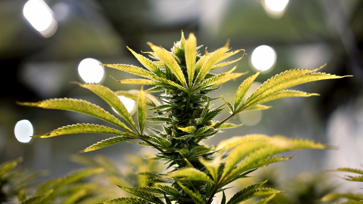 A marijuana plant and its buds at Alternative Solutions, a medical marijuana producer in Washington, D.C.
