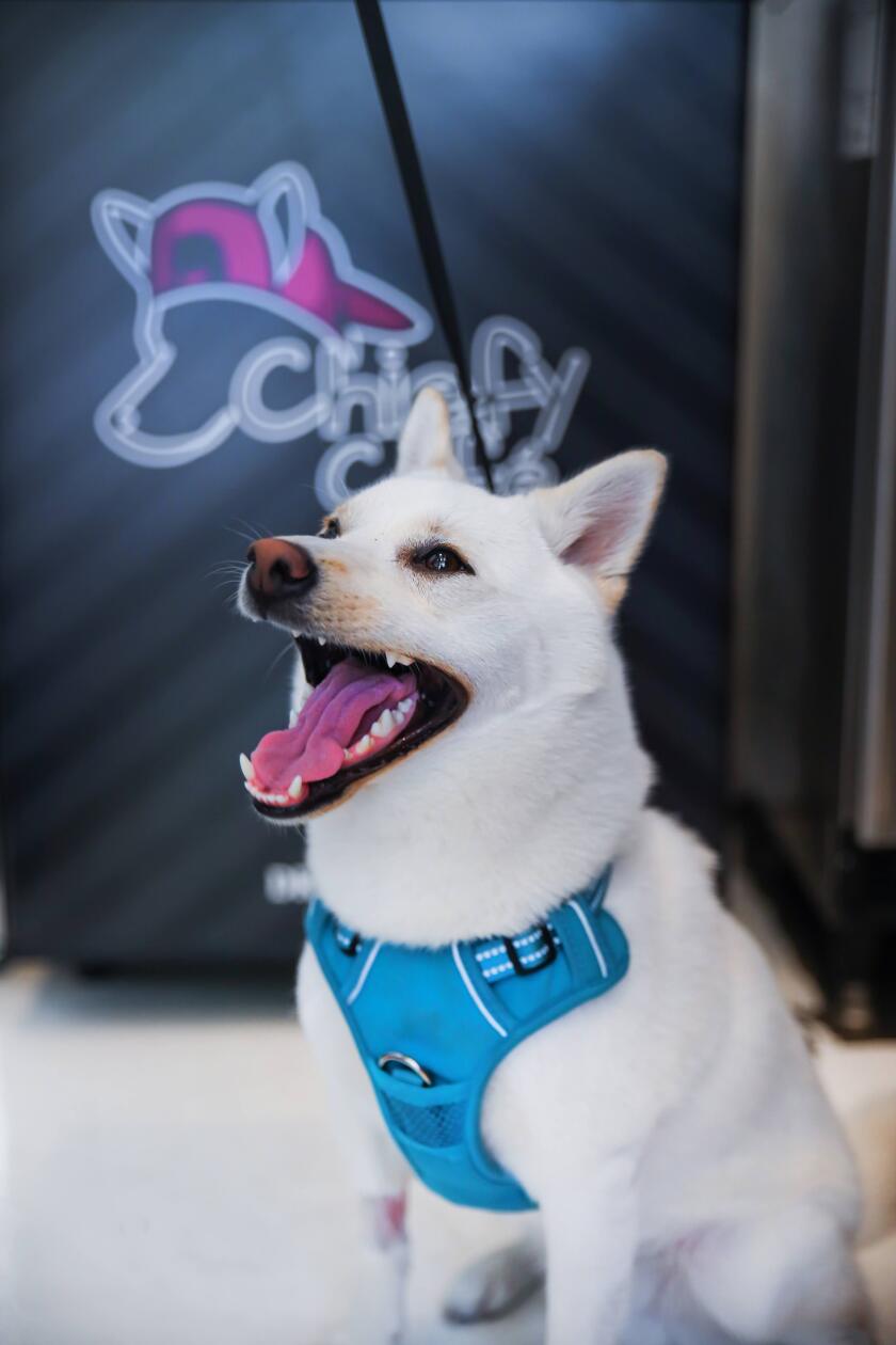 Chief, the inspiration for dog-friendly Chiefy Café in the Gaslamp Quarter.