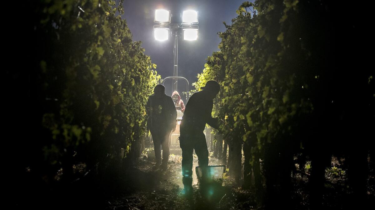 Workers pick grapes under flood lights on Friday night, with dust and ash swirling in the beams.