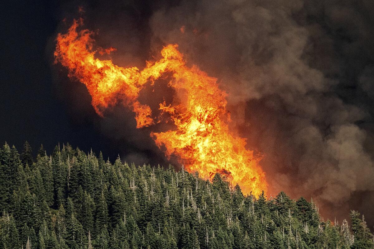 Flames and dark smoke above trees 