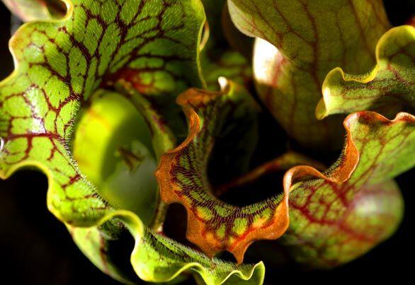 Carnivorous plants