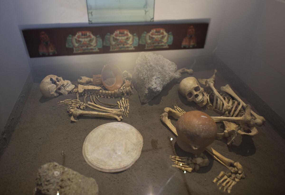Los esqueletos de españoles sacrificados aparecen mostrados en una vitrina en el museo del yacimiento arqueológico de Zultepec-Tecoaque en el estado de Tlaxcala, México. El convoy de los conquistadores incluía personas enviadas desde Cuba en una segunda expedición, un año después de que Hernán Cortés desembarcara por primera vez en 1519, y avanzaba hacia la capital azteca con suministros y las posesiones de los conquistadores.