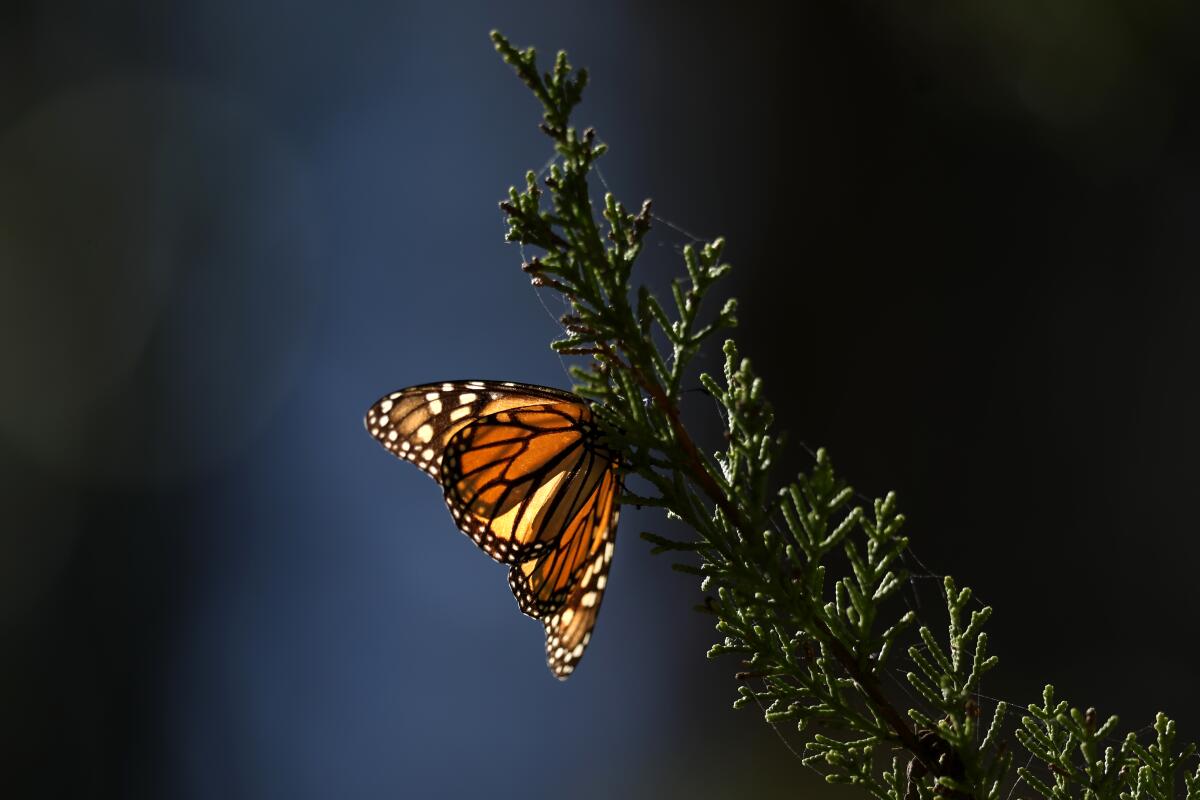 Sunlight shines through the glowing wings of a monarch butterfly resting on a cypress tree branch.