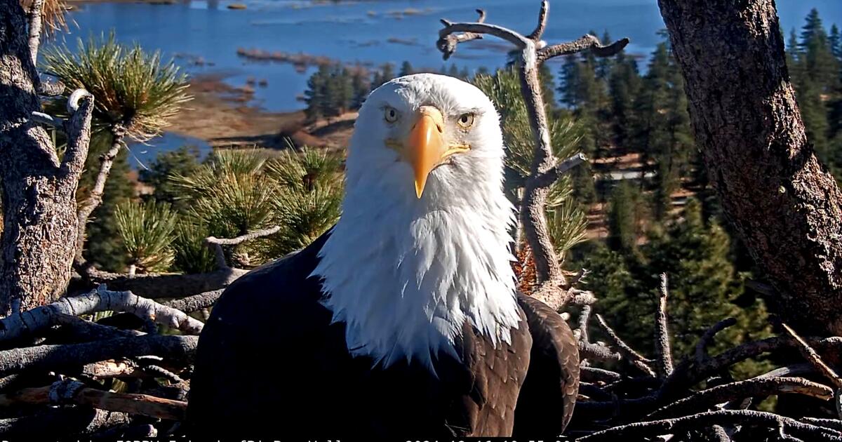 Jackie, Big Bear's beloved bald eagle, moved out of intensive care but still 'very sick' Jackie, Big Bear's beloved bald eagle, moved out of intensive care but still 'very sick'