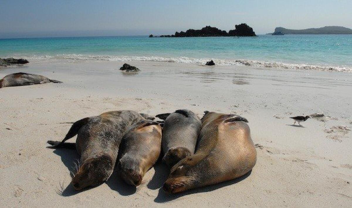 Sea lions bask on the beach of Espanola Island in the Galapagos Islands off the coast of Ecuador.
