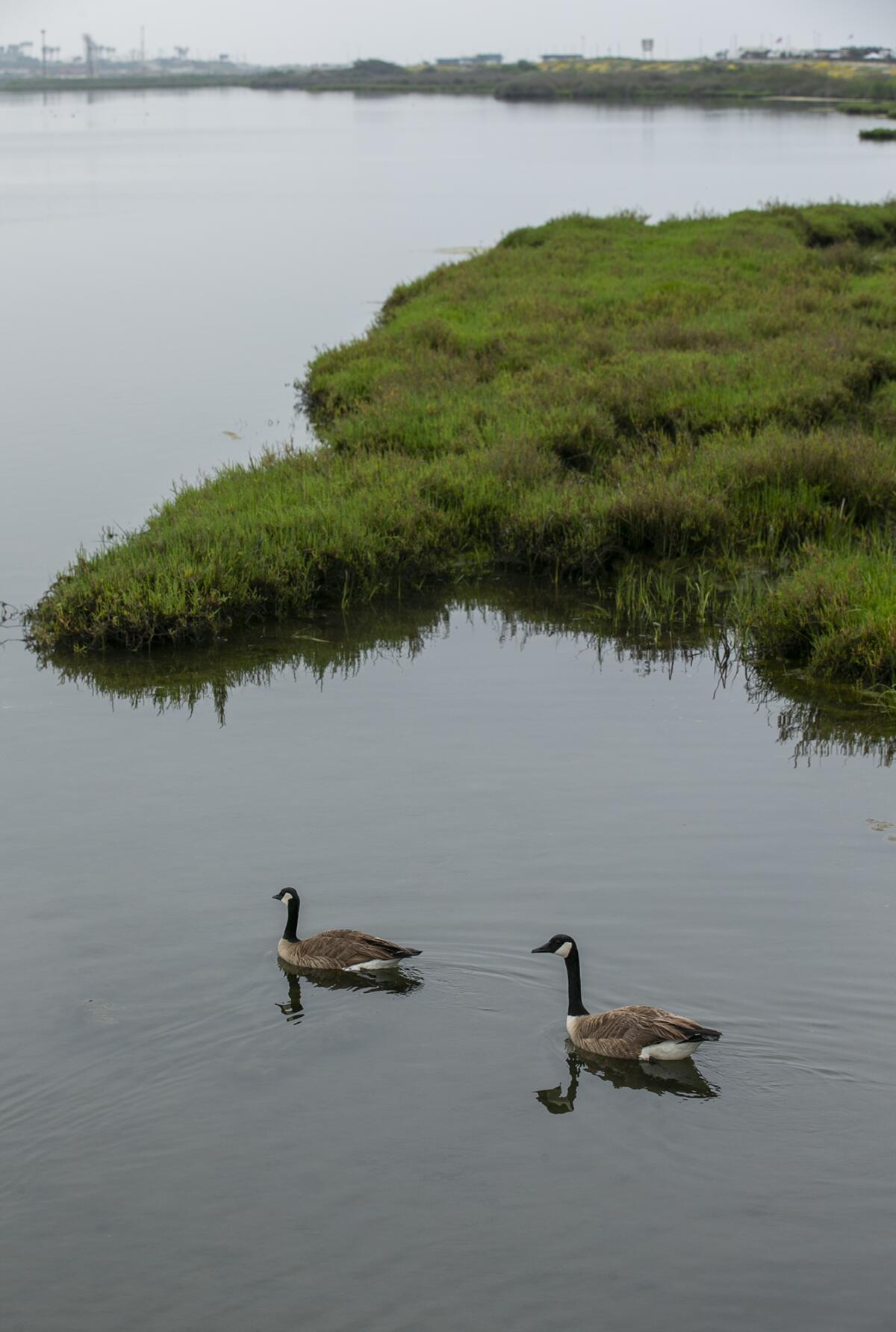 Two geese float in the water at Bolsa Chica Ecological Reserve on Wednesday in Huntington Beach.