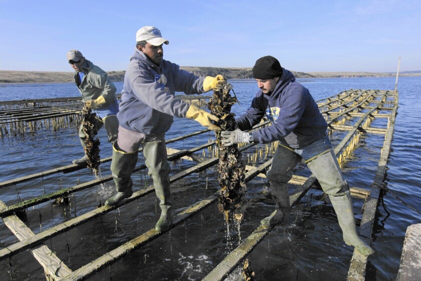 Workers harvest Pacific oysters at Point Reyes National Seashore.
