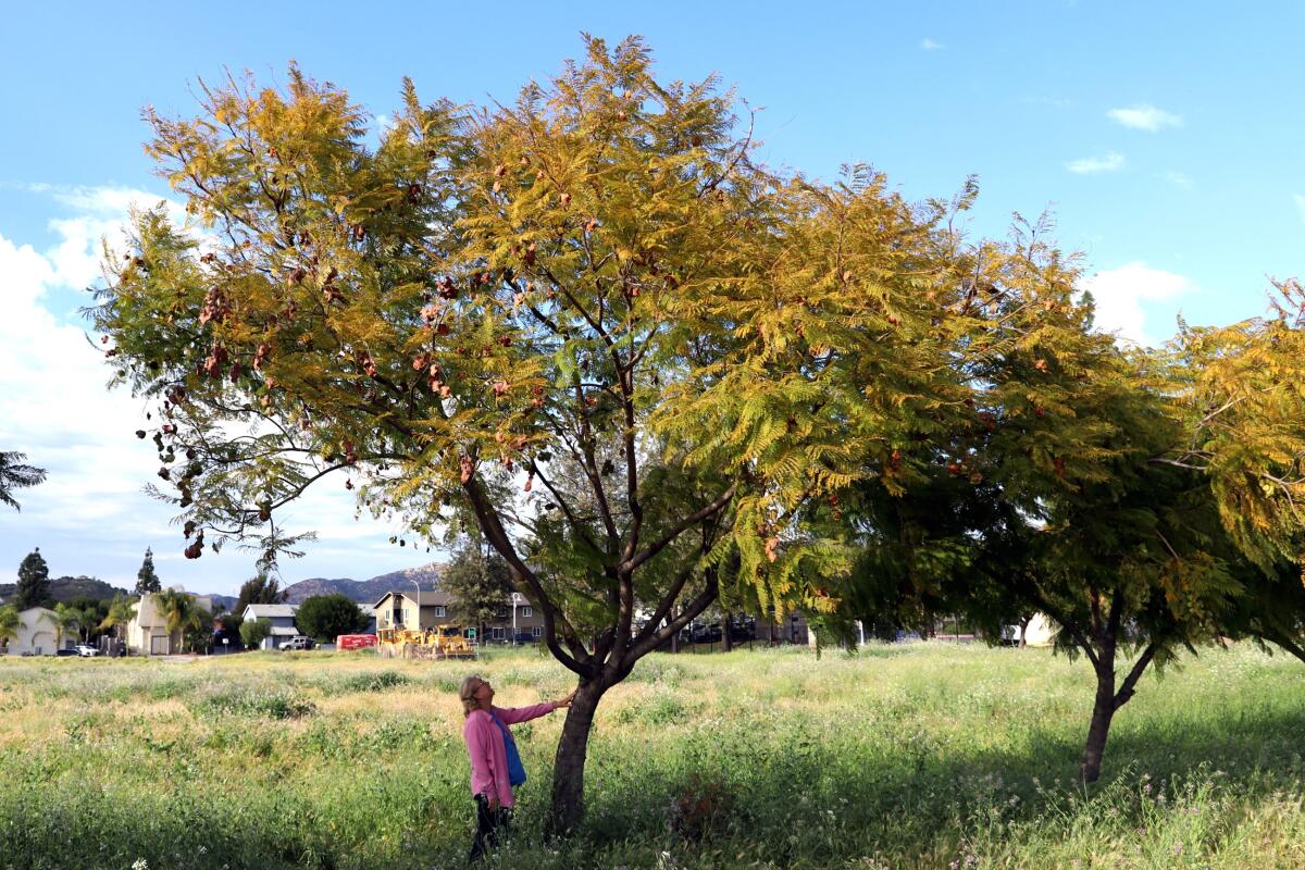 Betty McMillen stands next to one of the jacaranda trees on Woodside Avenue in Lakeside that is slated to be removed.