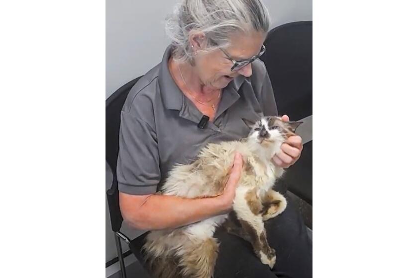 En esta foto, proporcionada por la Sociedad Protectora de Animales de Charleston, Jennifer Ravenel acaricia a su gato, Sam, cuando se reencontraron después de 11 años, el lunes 12 de agosto de 2024, en las instalaciones de la sociedad en Carolina del Sur. (Sociedad Protectora de Animales de Charleston vía AP)