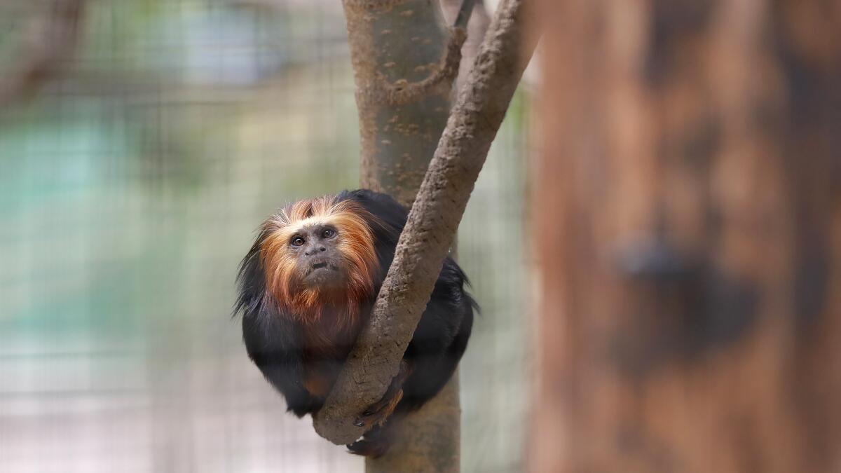 Santa Ana Zoo falls below 50-monkey quota - Los Angeles Times