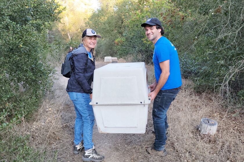 With just a baby raccoon inside, Tami Cross and Craig Schreiber haul a transport crate to the wild youngster’s new release site.