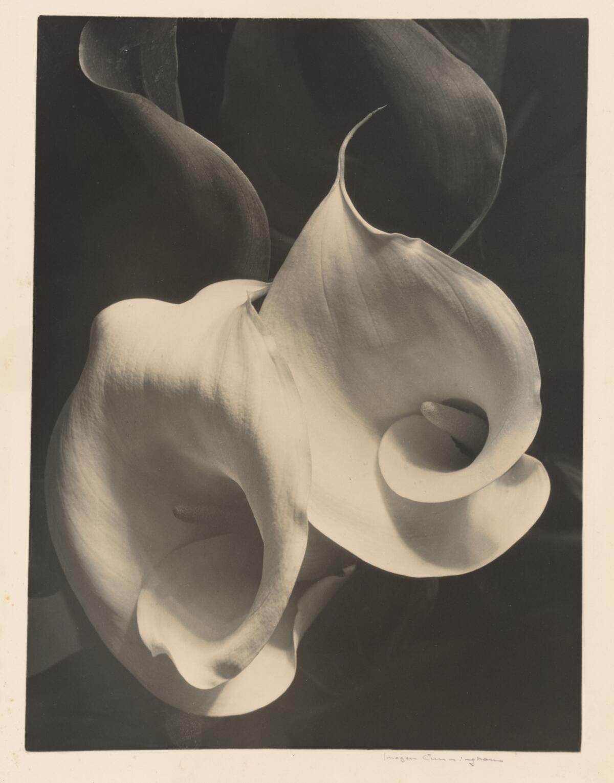 Imogen Cunningham, "Two Callas," 1925-29, gelatin silver print.