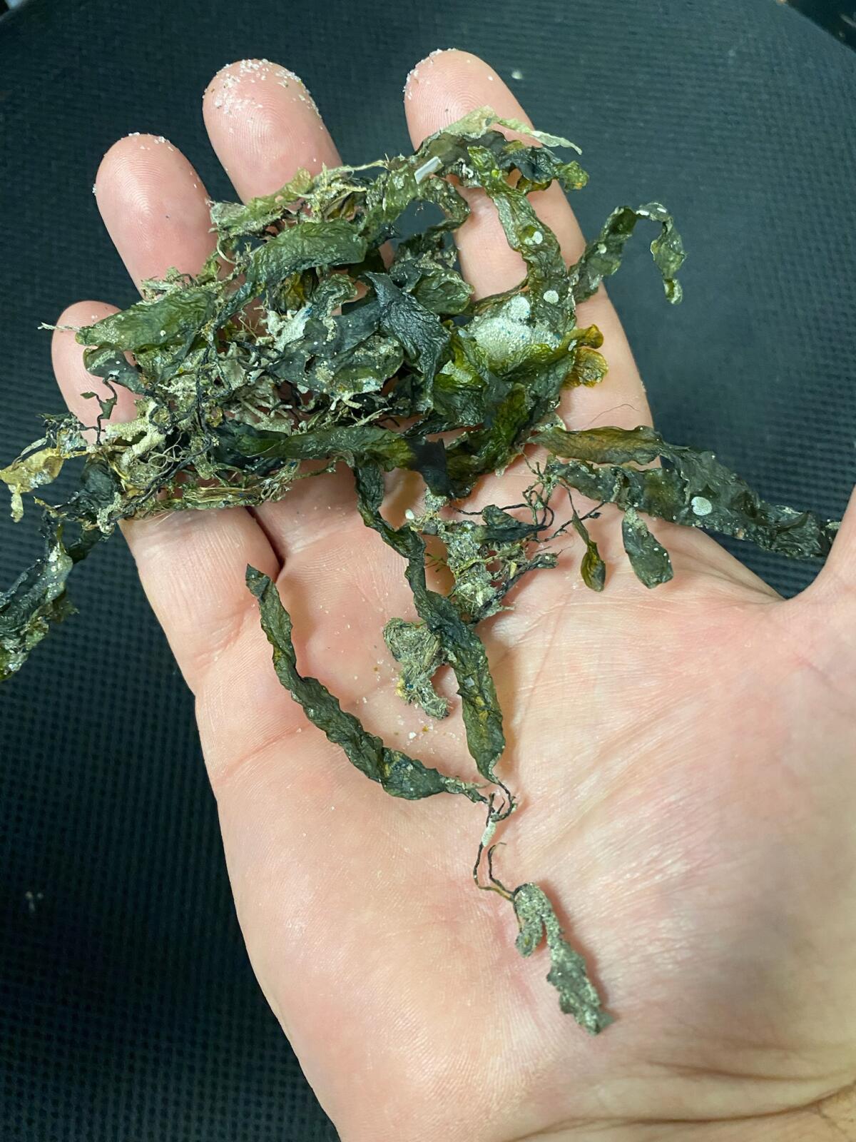 Caulerpa prolifera is an invasive species found in the waters of Newport Bay.