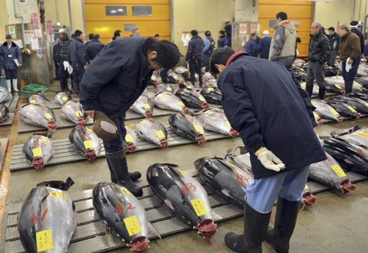 Bluefin tuna fetch huge prices at fish markets like this one, in Tokyo, Japan. Radiation from the Fukushima nuclear accident has been detected in bluefin tuna off California shores, but scientists say eating the fish poses very little risk.