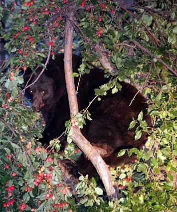 A bear forages for food in a crab apple tree in Aspen, Colo. The town is considering spraying the crab apple trees that line the streets to destroy the bear-attracting fruit.