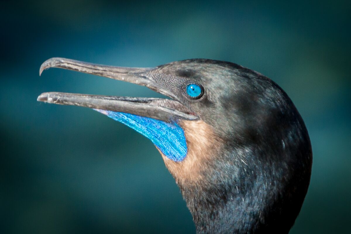 A Brandt’s cormorant in breeding colors of a blue throat and sapphire-blue eyes.