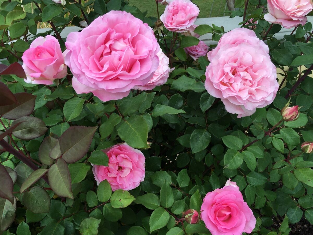 'Beverly' is a beautiful, pink, strongly fragrant and disease-resistant hybrid tea rose.