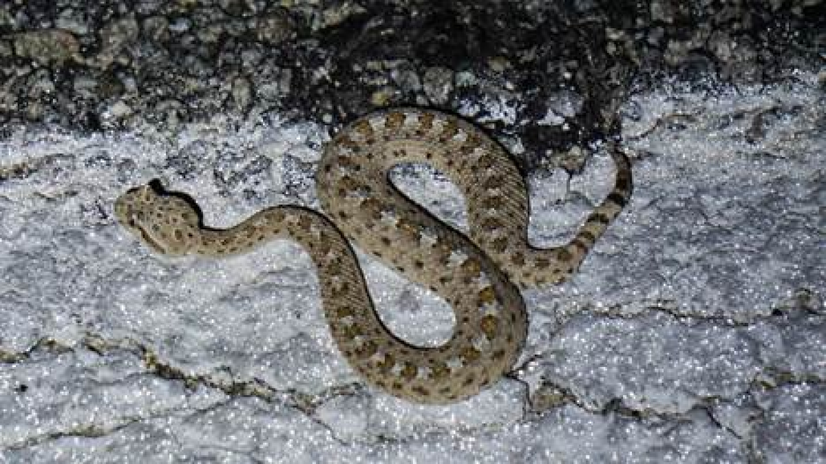 Colorado Desert sidewinder snake
